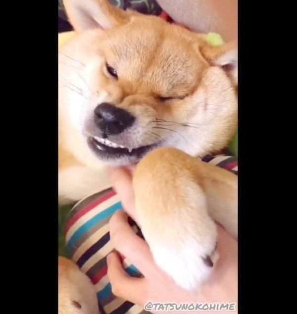 オコ顔になる龍乃子姫ちゃん