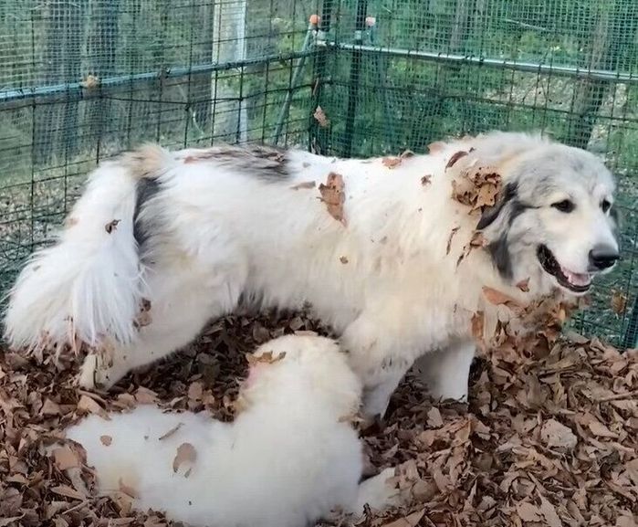 落ち葉まみれのベルちゃんとリリーちゃん