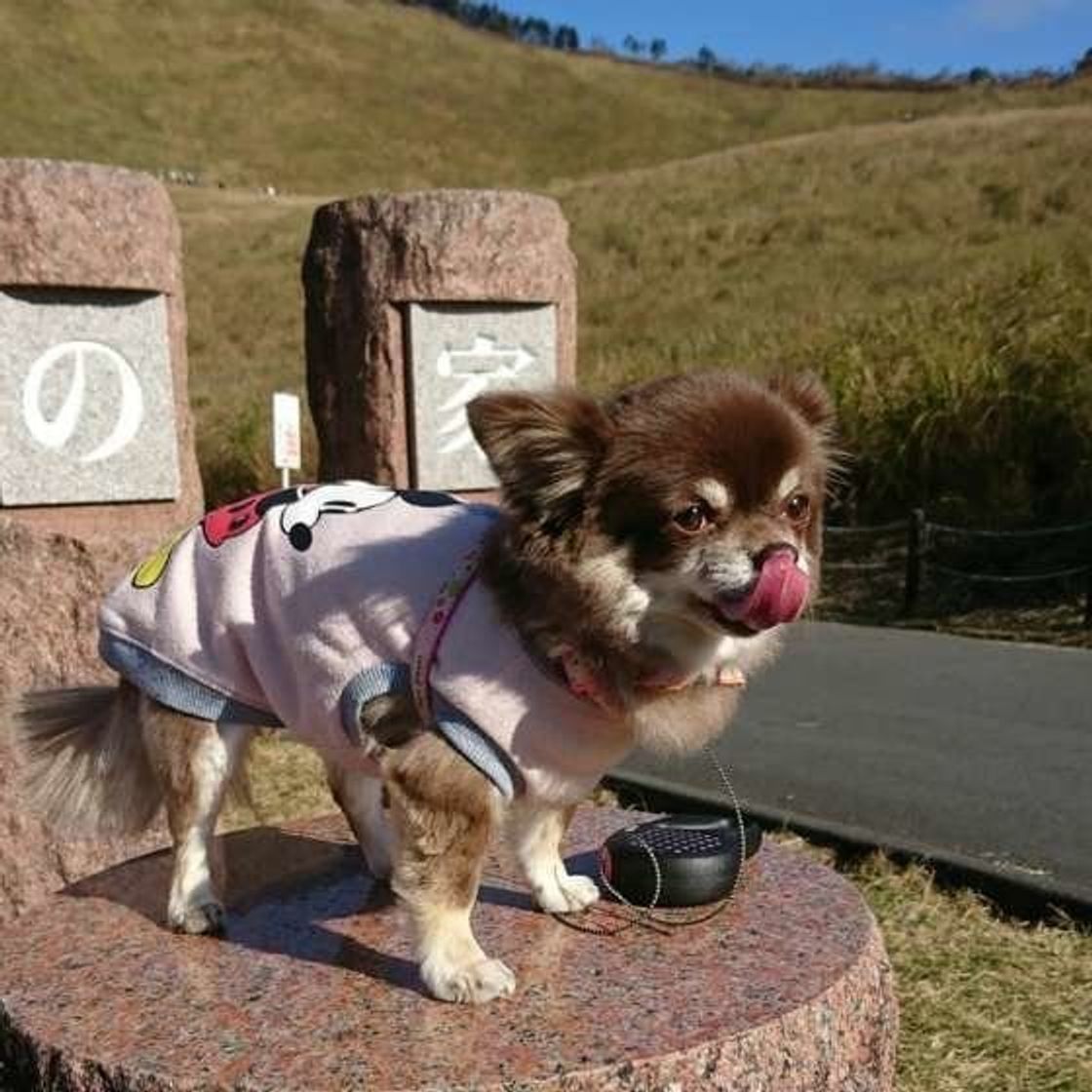 犬の ドッグフード原材料 表示の読み方や安全性を獣医師が解説 いぬのきもちweb Magazine 犬の ドッグフード原材料 表示の読み方や安全性を獣医師が解説 いぬのきもちweb Magazine
