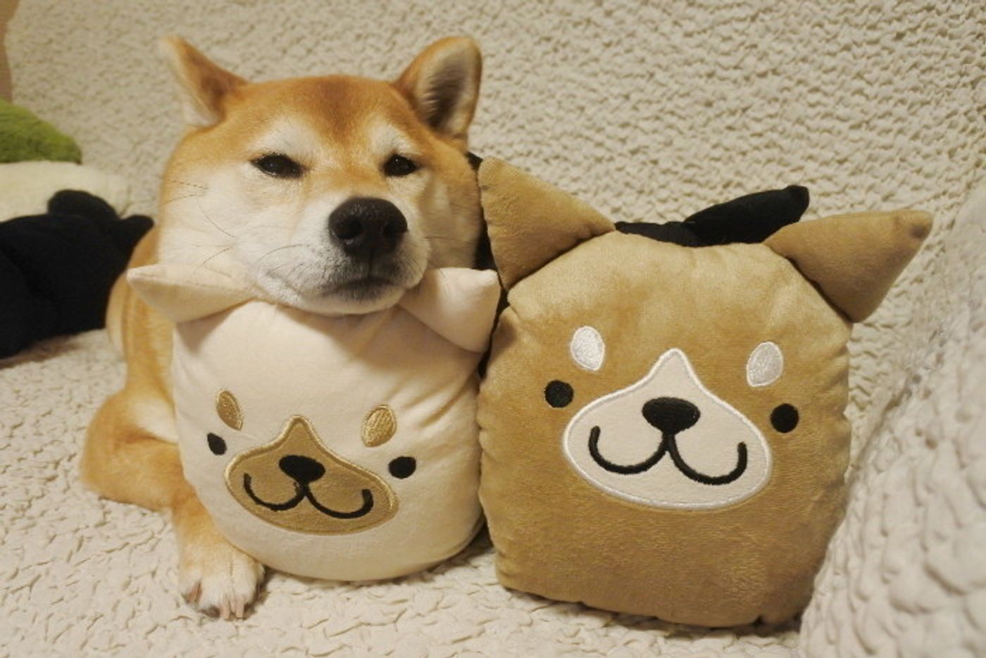 柴犬マロたん 柴グッズを増やすママに困惑の春 ママ かわいいっていいすぎですよー いぬのきもちweb Magazine 柴犬マロたん 柴グッズを増やすママに困惑の春 ママ かわいいっていいすぎですよー いぬのきもちweb Magazine