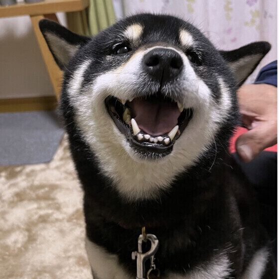 これって吐くサイン？ 犬が吐く前兆と吐いた後の対応を獣医師に聞いた いぬのきもち