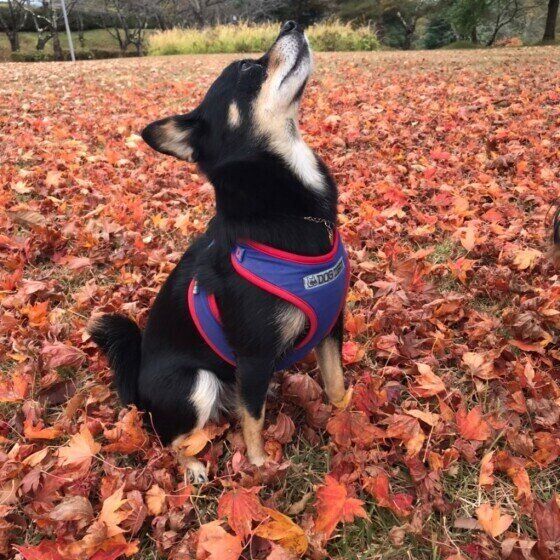 お散歩中のマロちゃん