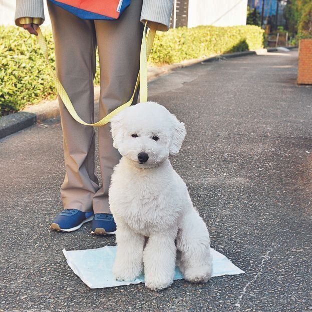 散歩中、排泄しそうなしぐさをしたらトイレシーツを出し、誘導を。シーツに排泄できたら、ごほうびにおやつを与えます