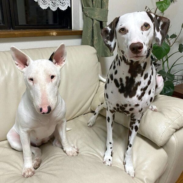 見つめるあずきちゃん、妹犬・すずこちゃん