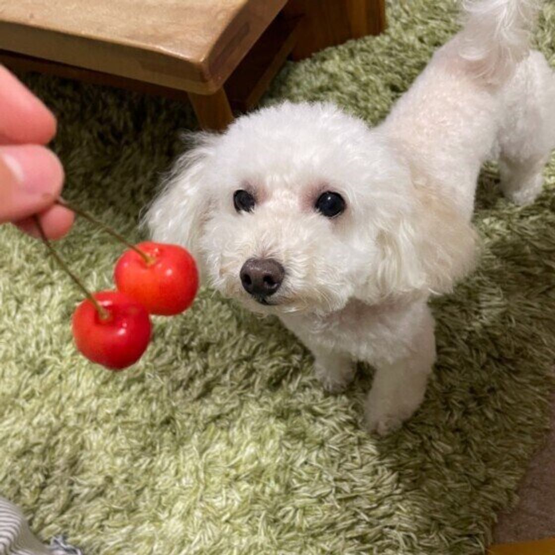 獣医師監修 犬にさくらんぼを与えるときは注意が必要 与えるメリットとデメリットを解説 いぬのきもちweb Magazine 獣医師監修 犬にさくらんぼを与えるときは注意が必要 与えるメリットとデメリットを解説 いぬのきもちweb Magazine