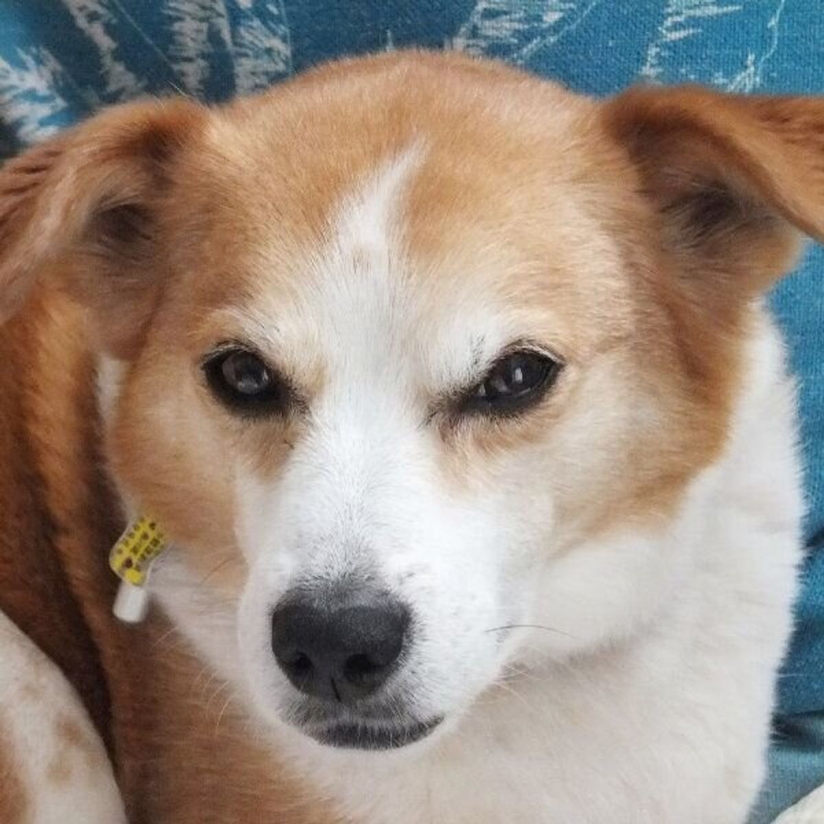 わざと オコ顔 をさせるのはリスクが オコ顔をしている犬をからかってはダメな理由 いぬのきもちweb Magazine わざと オコ顔 をさせるのはリスクが オコ顔をしている犬をからかってはダメな理由 いぬのきもちweb Magazine