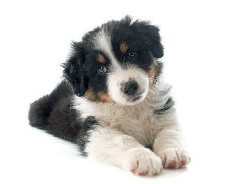 オーストラリアン・シェパード