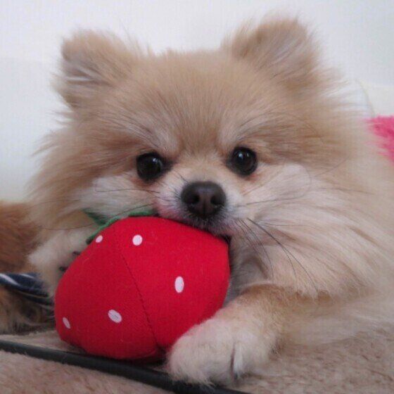布製のいちごのおもちゃにかぶりついてカメラを見つめる薄茶色のポメラニアン