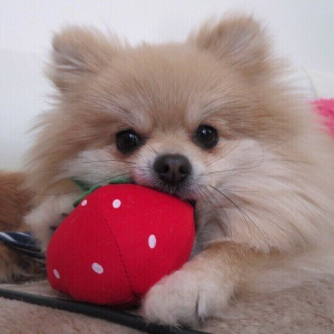 獣医師監修 犬にいちごを与えても大丈夫 いちごを食べるメリットと与え方を解説 いぬのきもちweb Magazine 獣医師監修 犬にいちごを与えても大丈夫 いちごを食べるメリットと与え方を解説 いぬのきもちweb Magazine