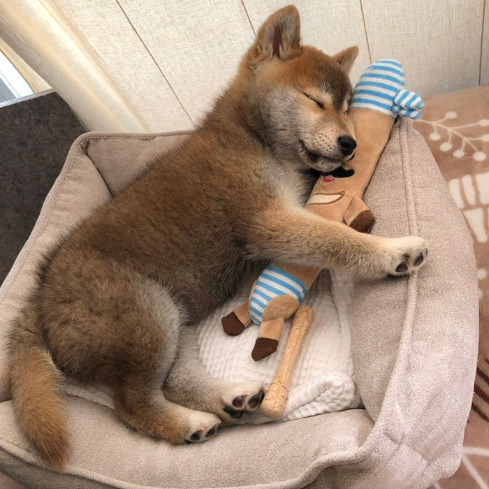 子犬時代の会長さん