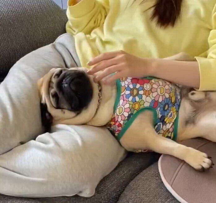 「甘やかした結果がこちらです」と投稿された動画のひとコマ