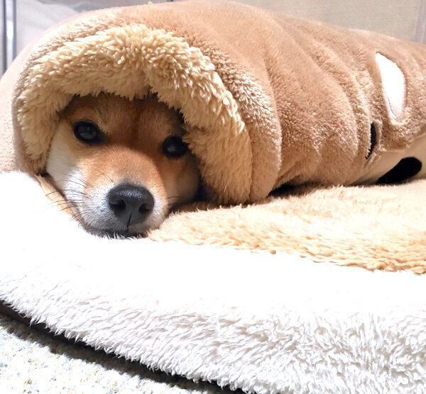 包まるなつちゃん