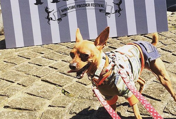 散歩するミニチュア・ピンシャー
