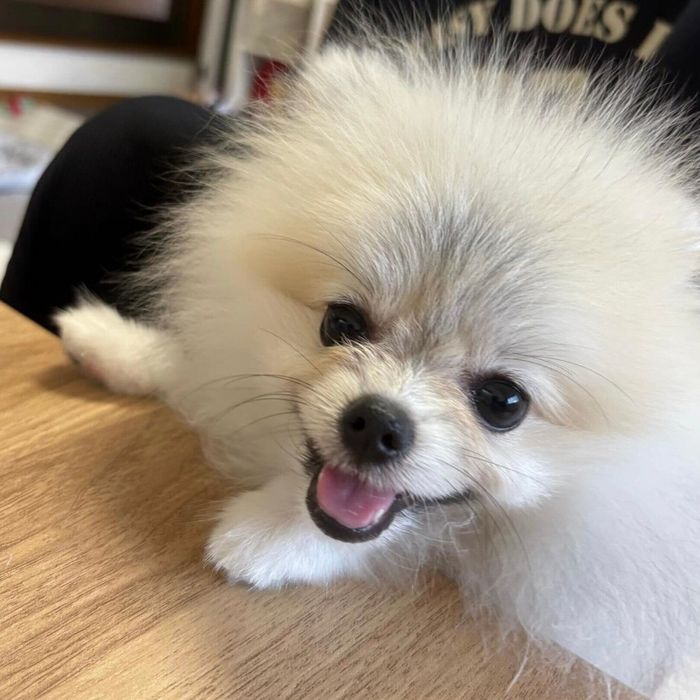 笑顔が可愛いしらすちゃん