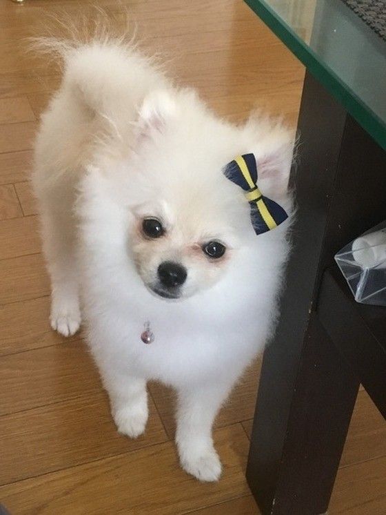 リボンをつけたポメラニアン