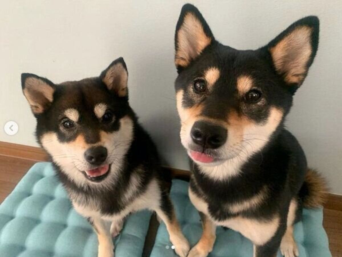 飼育放棄され人間不信 ケージの奥で震えていた柴犬 信頼できる家族と出会い 笑顔あふれる犬生に いぬのきもちweb Magazine 飼育放棄され人間不信 ケージの奥で震えていた柴犬 信頼できる家族と出会い 笑顔あふれる犬生に いぬのきもちweb Magazine