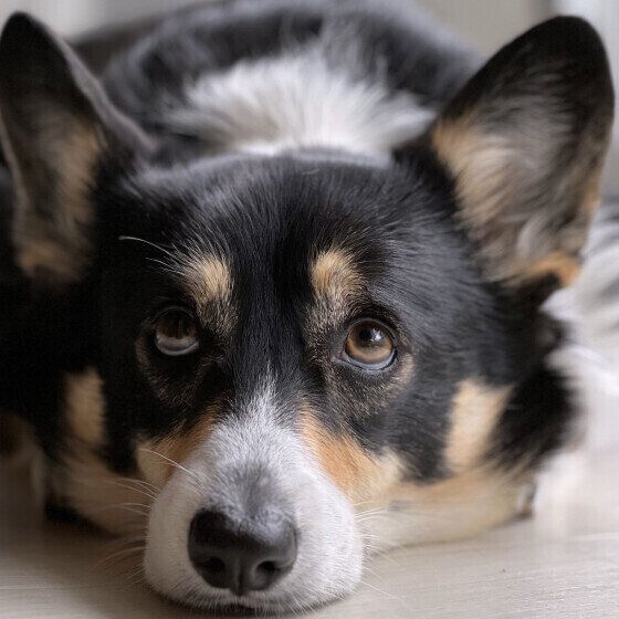 ウェルシュ・コーギー・ペンブロークの たび ちゃん