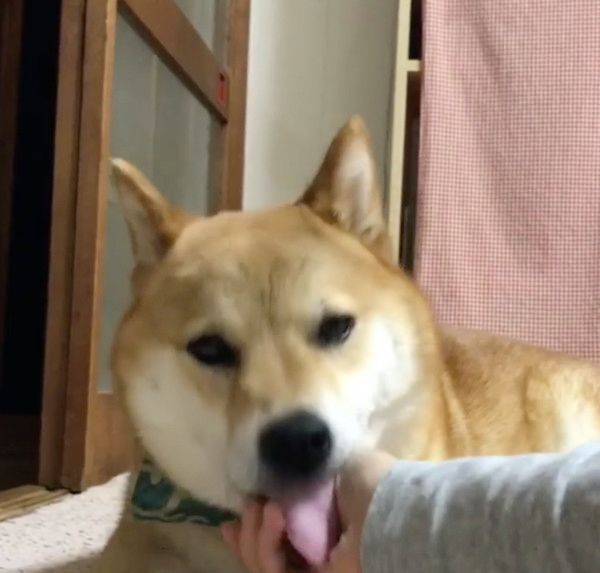 舐める柴犬