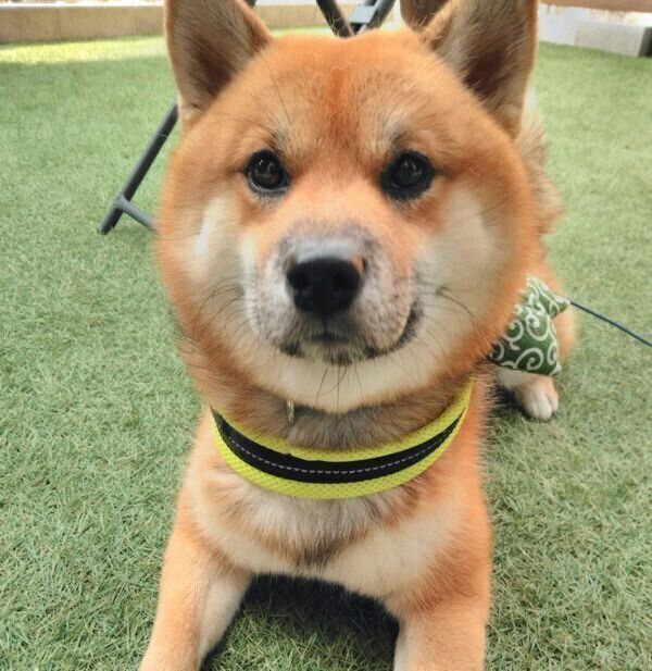 見つめるおにぎりくん