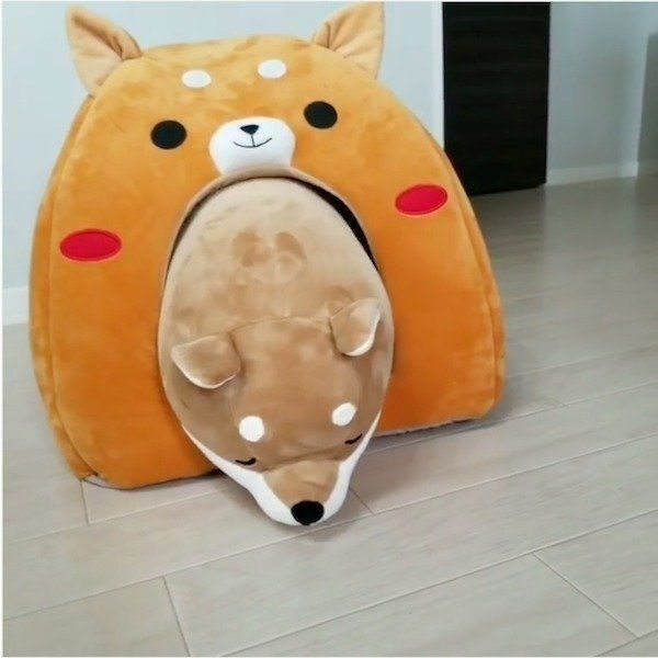 人形に道を阻まれる豆柴