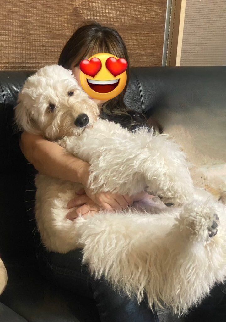 抱っこされる犬