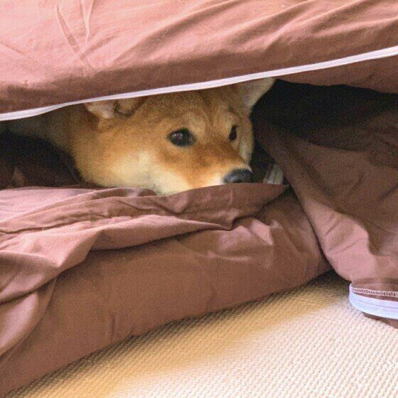 くるみ  柴　布団に隠れる