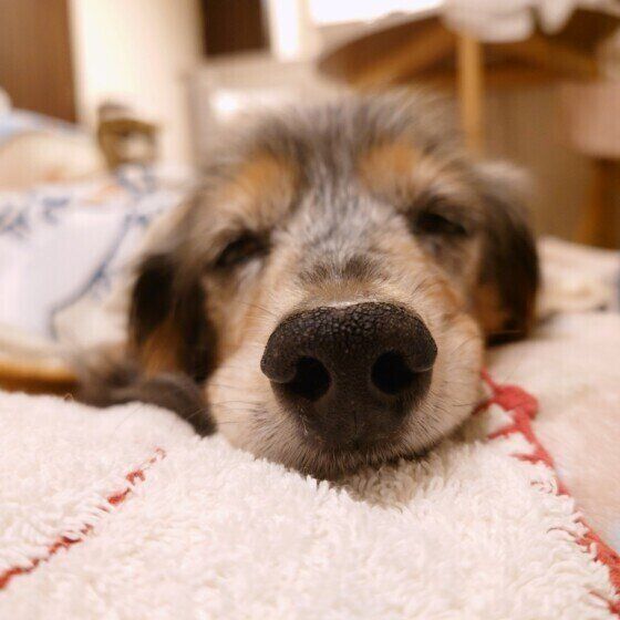 犬の老化のサインは見過ごしやすい？ 犬が老いるとみられる変化と寄り添い方 いぬのきもち