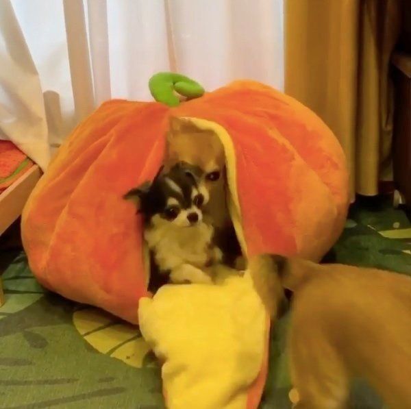 巨大かぼちゃの中にいるワンコたち