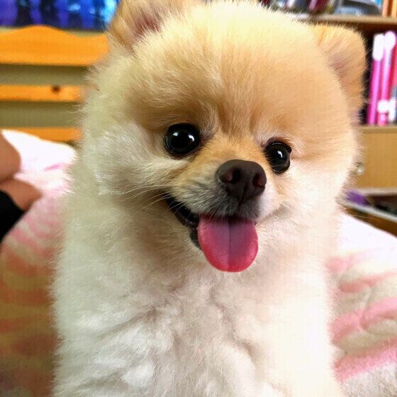 犬が室内で隠れる理由とは 「名前を呼んでも出てこない」「狭いところにずっといる」のはなぜ？ いぬのきもち