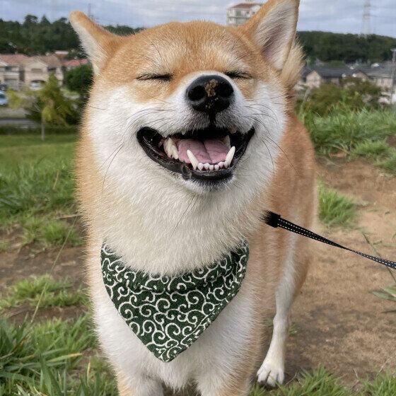つい嬉しくなっちゃう? 犬が喜ぶ魔法の言葉をピックアップ! いぬのきもち