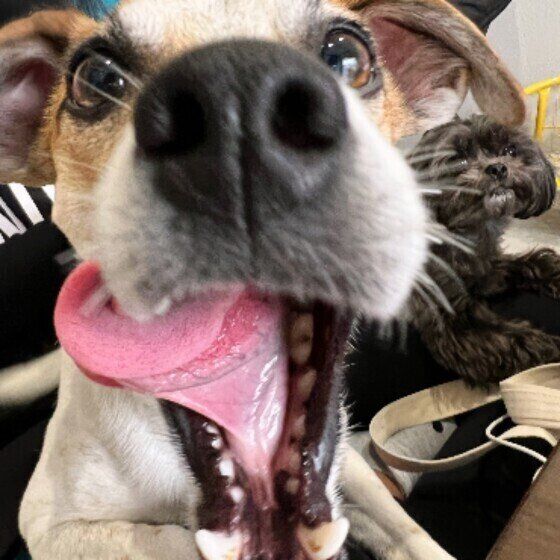 ジャック・ラッセル・テリアのロディくん