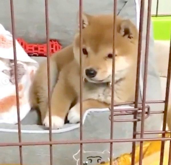 肘をついてくつろぐうにくん