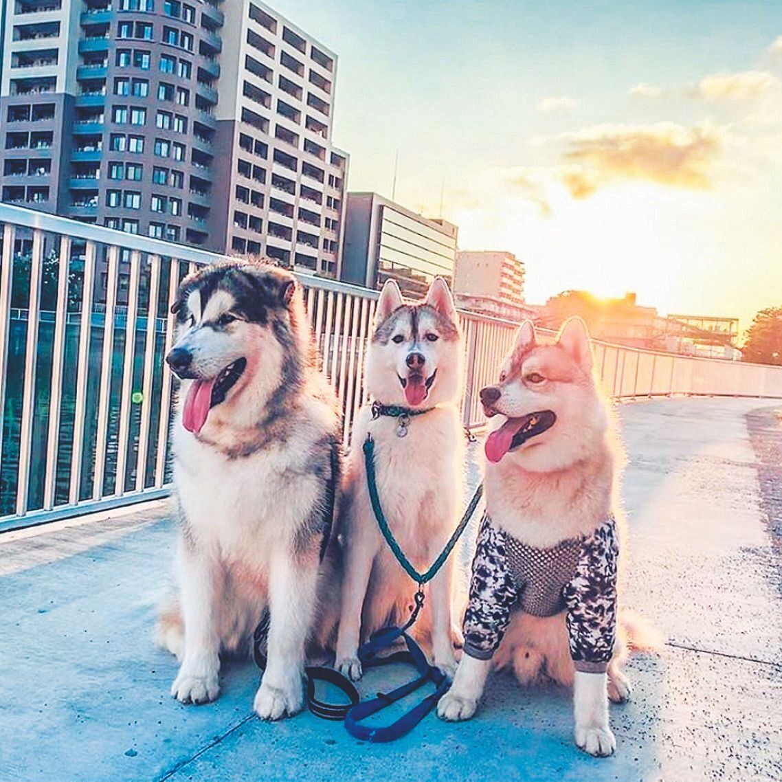 1頭ずつ散歩に連れていくことも