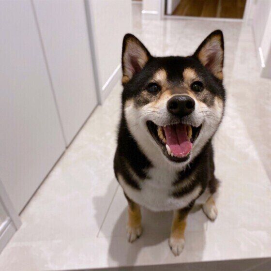 柴の琥大朗ちゃんのお出迎え