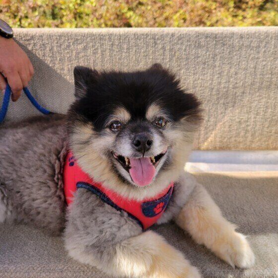 ポメラニアンのポン太ちゃん