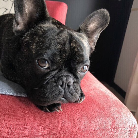 フレンチ・ブルドッグのフクくん