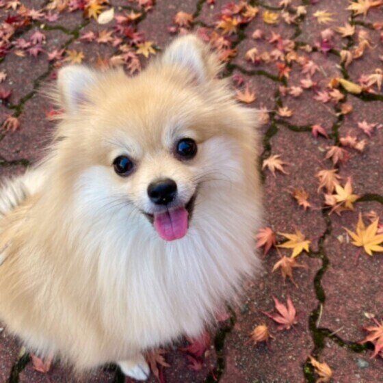 笑っているポメラニアンのモナちゃん