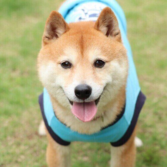 もし愛犬が認知症になったらどんな心構えが必要？犬の夜鳴き対処法 いぬのきもち