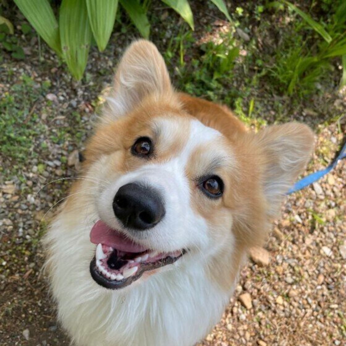 温度や湿度が高い日の犬のお散歩 ベストな時間帯は いぬのきもちweb Magazine 温度や湿度が高い日の犬のお散歩 ベストな時間帯は いぬのきもちweb Magazine