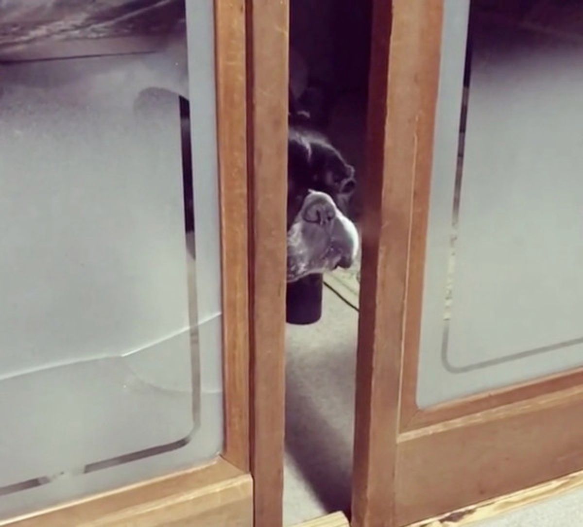 お顔を使ってドアを開けるワンコ その表情が ずっと見ていられるかわいさ いぬのきもちweb Magazine お顔を使ってドアを開けるワンコ その表情が ずっと見ていられるかわいさ いぬのきもちweb Magazine