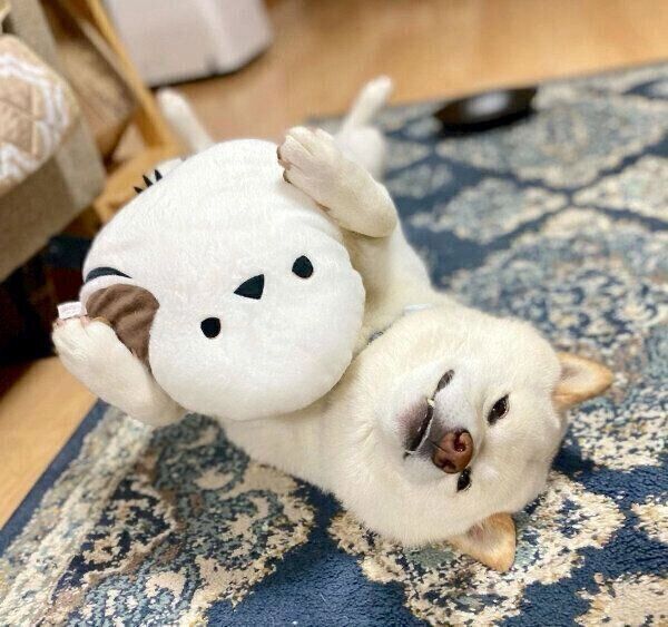 ヘソ天するごん太くん