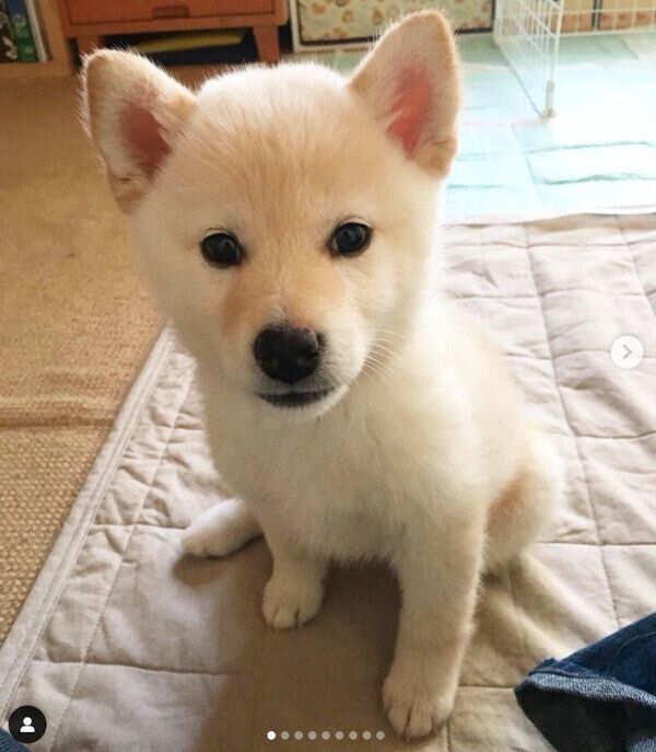 家族に迎えたばかりの頃の琴ちゃん