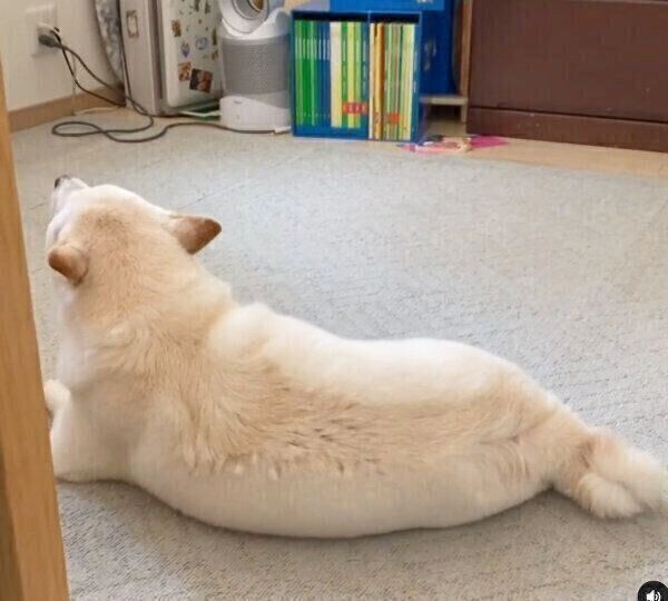 次男くんに反応するロロくん