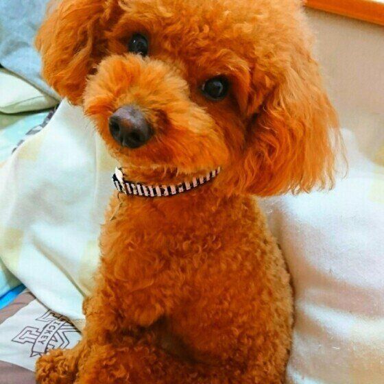 首輪をつけたかわいいトイ・プードル