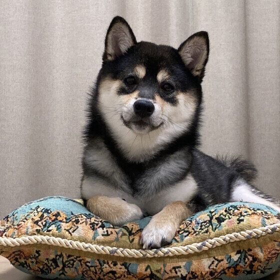 どこにする？ 犬が安心できるトイレの設置場所とは いぬのきもち