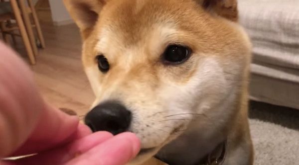 ニオイをかぐ柴犬