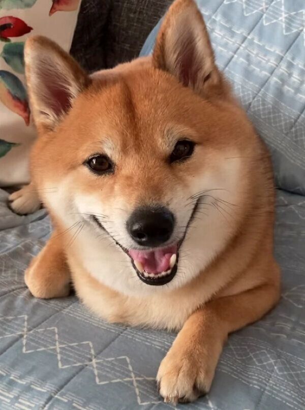 笑顔のこてつくん