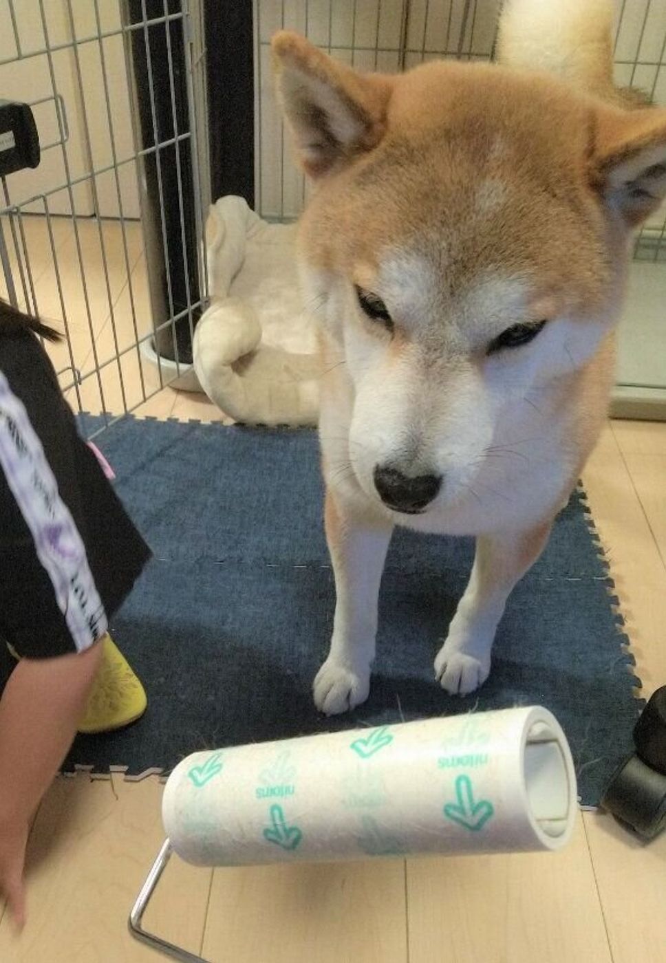 娘を押しのけてまで コロコロされたいタロさん 連載 モフモフ柴とプニプニ娘 第119話 いぬのきもちweb Magazine 娘を押しのけてまで コロコロされたいタロさん 連載 モフモフ柴とプニプニ娘 第119話 いぬのきもちweb Magazine