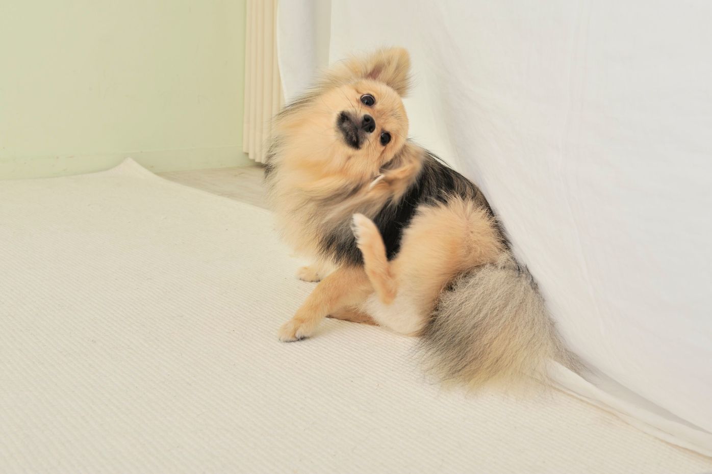 Pr ジェルだからしっかり広がって効果を発揮 飼い主さんにも愛犬にも優しい まったく新しい外耳炎治療薬 いぬのきもちweb Magazine Pr ジェルだからしっかり広がって効果を発揮 飼い主さんにも愛犬にも優しい まったく新しい外耳炎治療薬 いぬのきもちweb Magazine