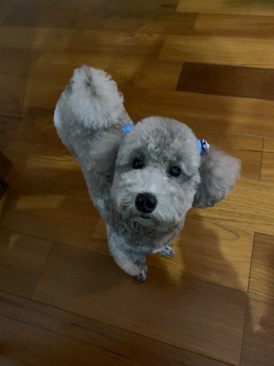 トイ・プードル